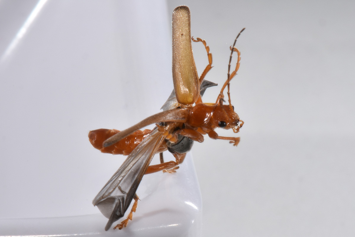 Cantharidae: Cantharis sp.?...Cantharis gr. pallida